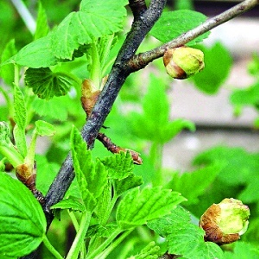 ЧЕРНАЯ СМОРОДИНА 345 F (CASSIS BASE 345 F FIRMENICH)