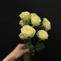 Роза кустовая sandy coast 60 см / 1 шт