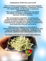 Арабис Фердинанда Кобургского Вариегата Резуха многолетник