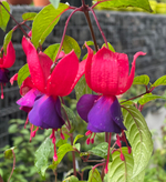Фуксия Mission Bells