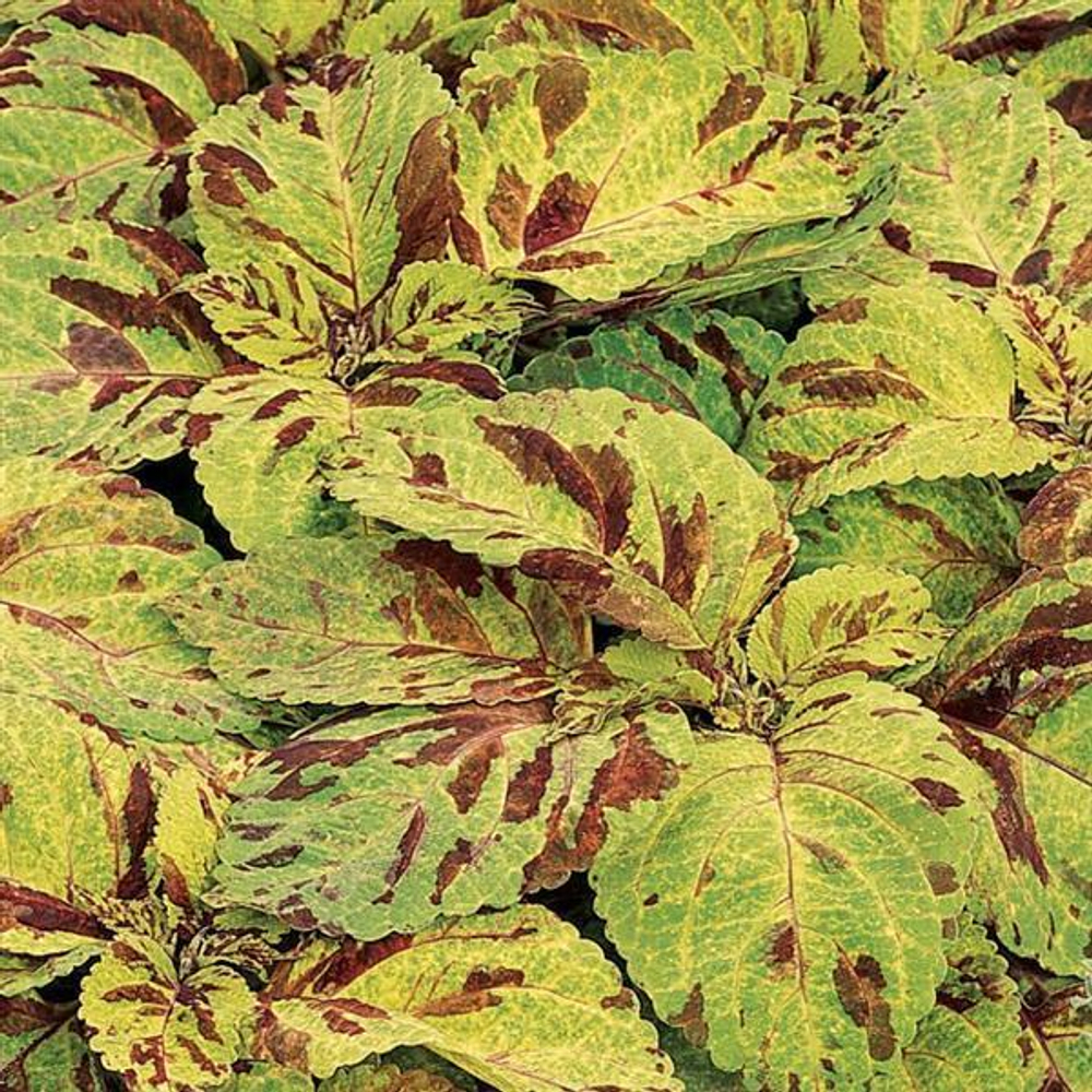 Колеус Визард Мозаик (50шт) Витагрин Профи