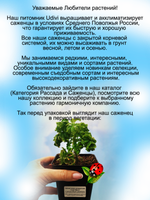 Пеларгония Кудрявая душистая герань