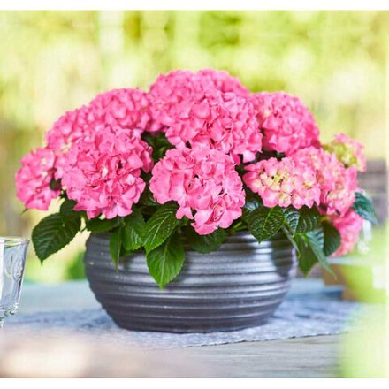 «Таблетензия пинк» (Hydrangea macrophyllа «Tabletensia Pink») С3