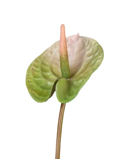 Растения Treez Collection