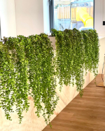 Эвкалипт ампельный 113 см.