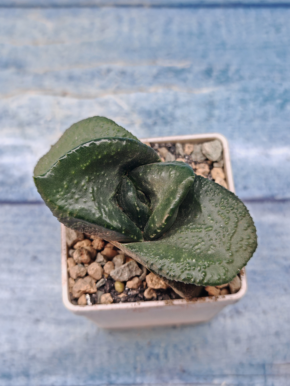 Gasteria Armstrongii (Гастерия)