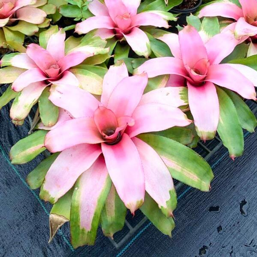 Неорегелия MICHI