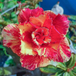 Адениум обесум 316 X94 Mutation