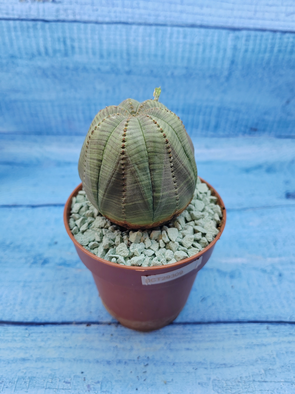 Euphorbia Obesa (Эуфорбия)