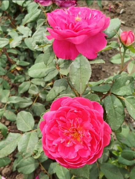 BENJAMIN BRITTEN (Бенджамин Бриттен)