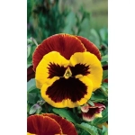 Семена Виола Крылья Бабочки (УД) Е/П