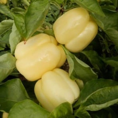 Оида F1 семена перца сладкого (Clause / Клос)