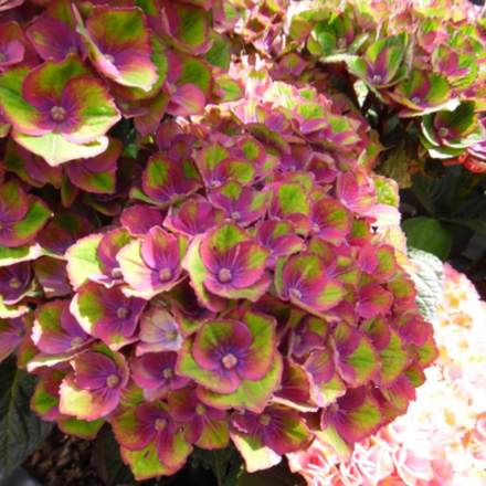 Меджикал «Ред Аметист» (Magical « Red Amethyst») р14 Европа весна 2026 г.