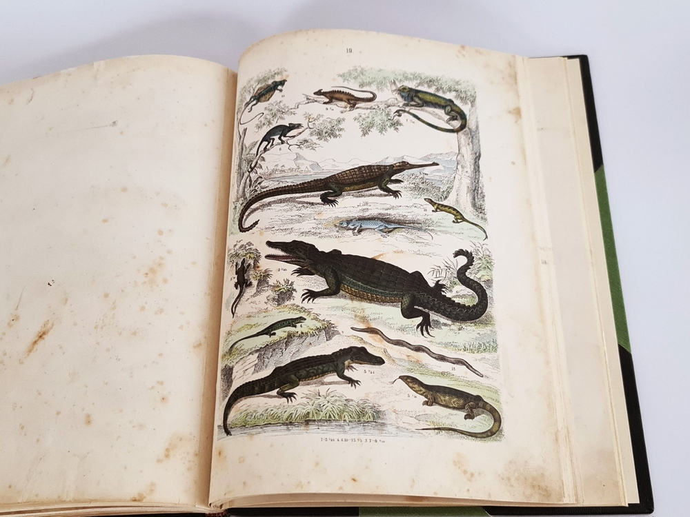 "Систематический атлас к естественной истории". Т.Бромме. 1863г.