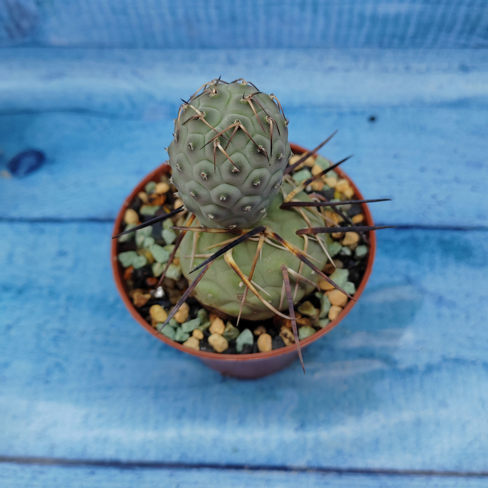Tephrocactus Geometricus (Тефрокактус)