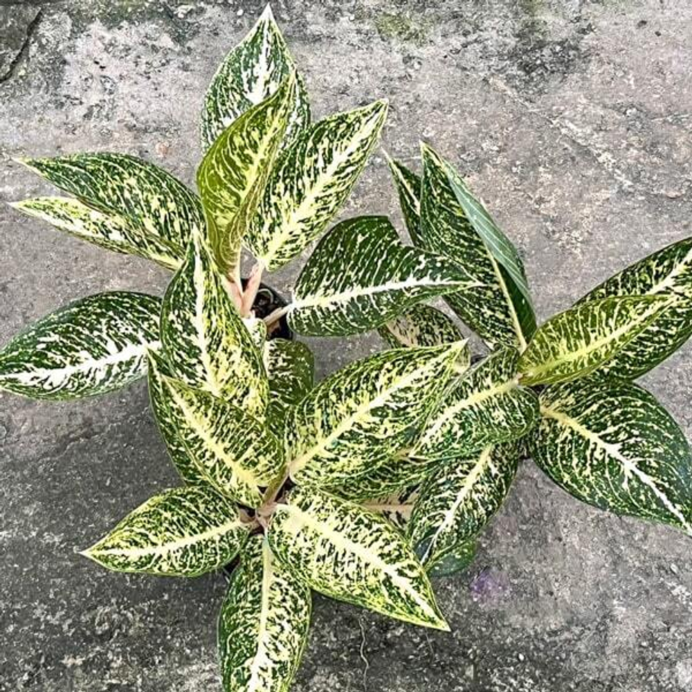 Аглаонема WHITE TIARA