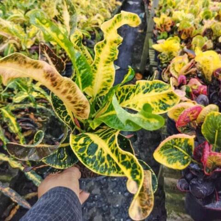 Кротон SAEN RAK