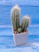 Cleistocactus Strausii (Клейстокактус)