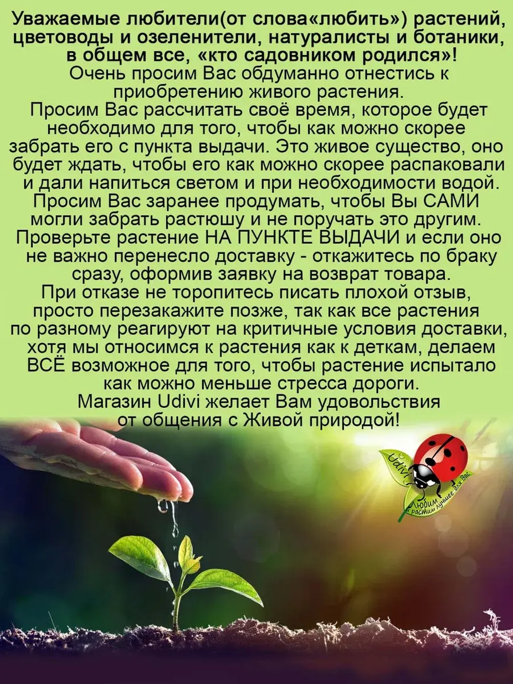 Крестовник Дельфинчики суккулент ампельный