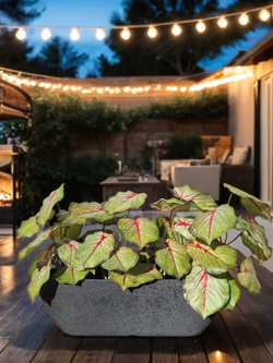 Искусственное растение Маранта розовая 75см в кашпо