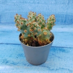 Tephrocactus Molinensis Red Glochids (Тефрокактус)