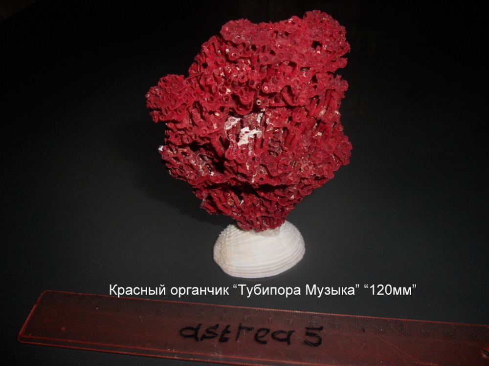 Красный органчик "Тубипора Музыка" (80-130мм)
