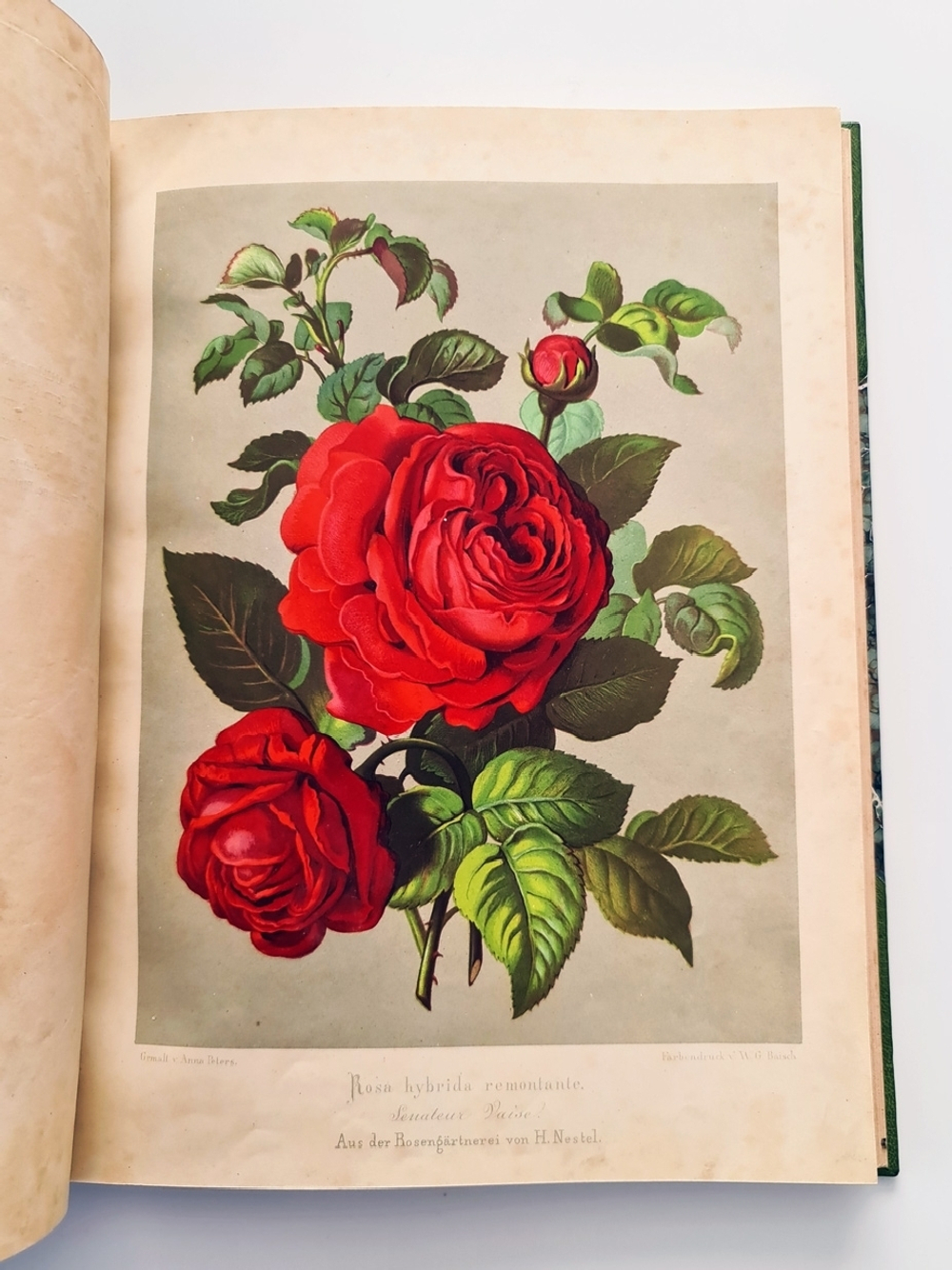 "Nestel`s Rosengarten. [  Сад роз Нестела]". E. Schweizerbartsche Verlagshandlung. 1869г.