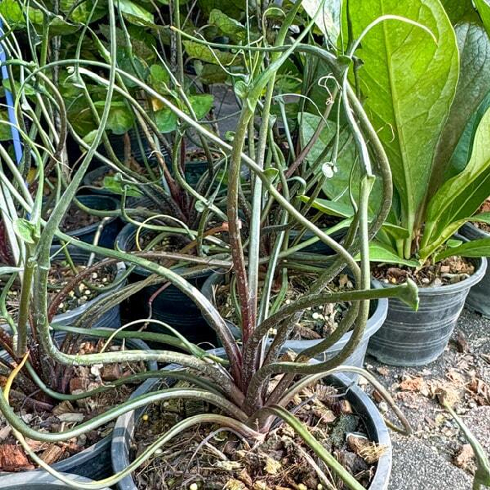 Алоказия FLYING SQUID