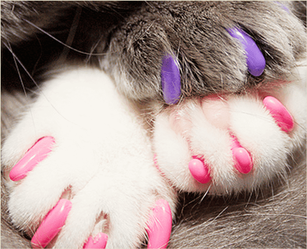 ПЕРСЕЙ АНТИКОГОТКИ д/кош (20шт)