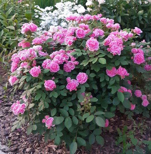 Роза канадская Прейри Джой С4 Закупка М43 июнь 2026