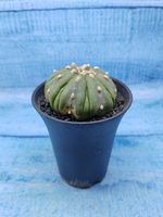 Astrophytum Asterias (Астрофитум)