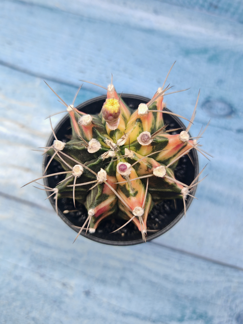 Gymnocalycium Variegata (Гимнокалициум Вариегатный)