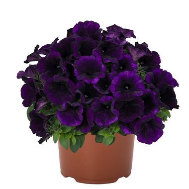 32318 Петуния SWEETUNIA LILAC BLUE  (ВЕСНА 2025)