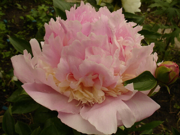 Пион Эденс Парфюм