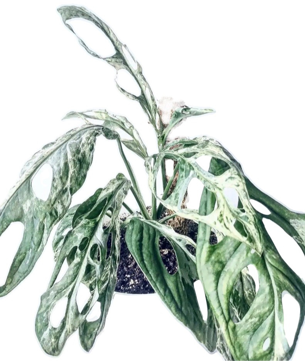 Монстера Адансона вариегатная