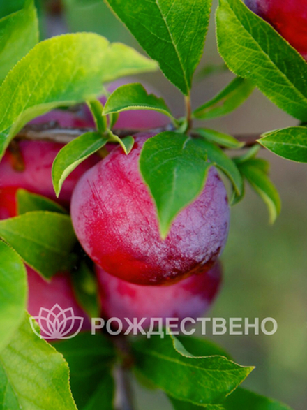 Алыча Кубанская Комета