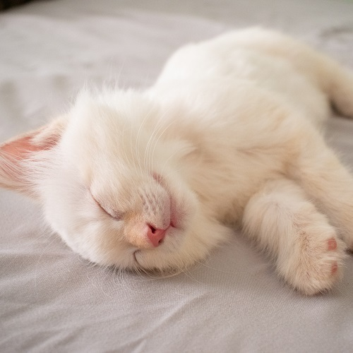 Баю-баю, засыпай!