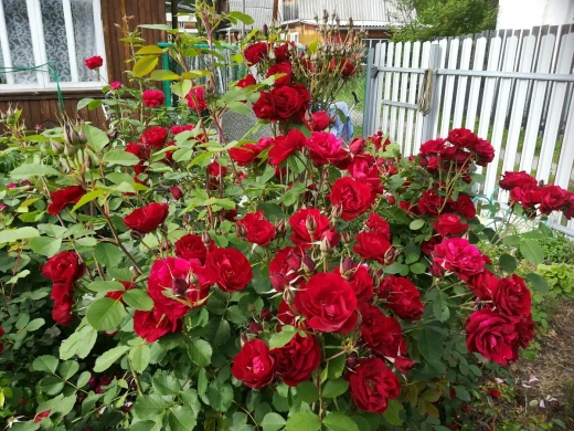 Роза канадская Хоуп фо Хьюманити С4 Закупка М43 июнь 2026