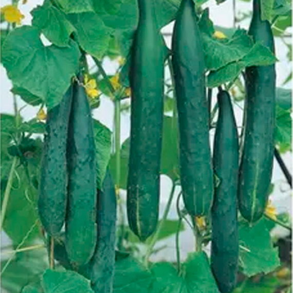 Тести_Грин_семена_огурца_пчелоопыляемого_Sakata – фото 2