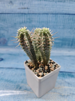 Euphorbia Mammillaris variegata (Эуфорбия)