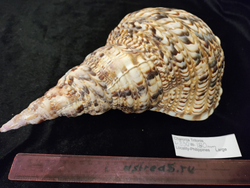 Харония Тритонис 250--390 мм