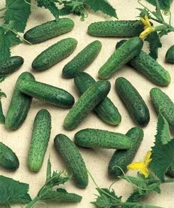 Семена Огурца ГЕРМАН (Мирабель) F1 100 шт.  (партенокарпик- не требует опыления) ультра-ранний