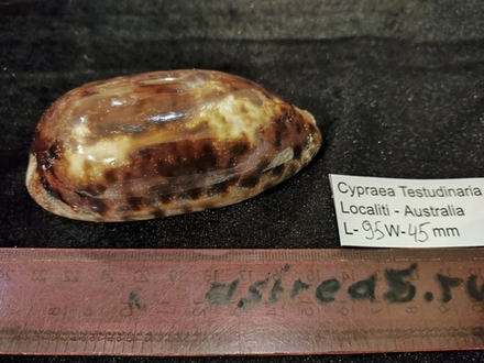 Ципрея Тестудинария