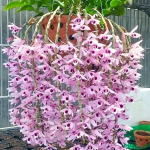 Орхидея DENDROBIUM ANOSMUM