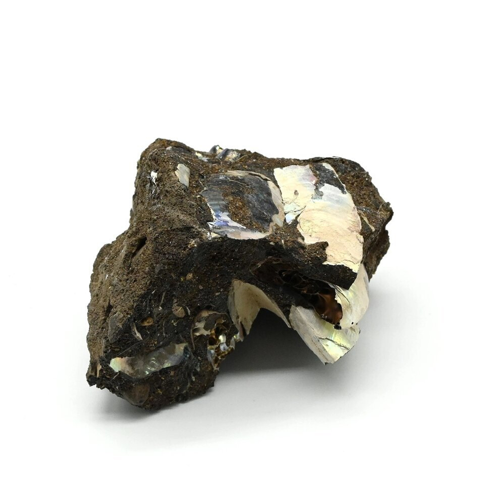 Минерал аммонит 49*35*29 мм., 48 гр. (T)