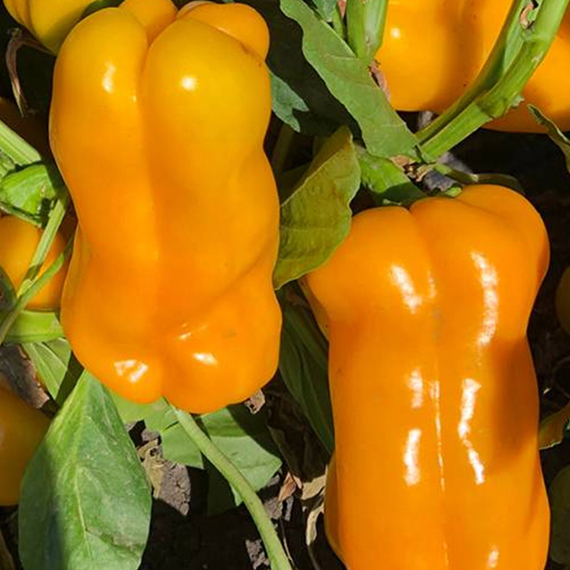 Джемини F1 семена перца сладкого (Nunhems / Нюнемс) культура – фото 6