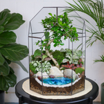 Готовый флорариум бонсай Кармона Бонсариум XL с озером
