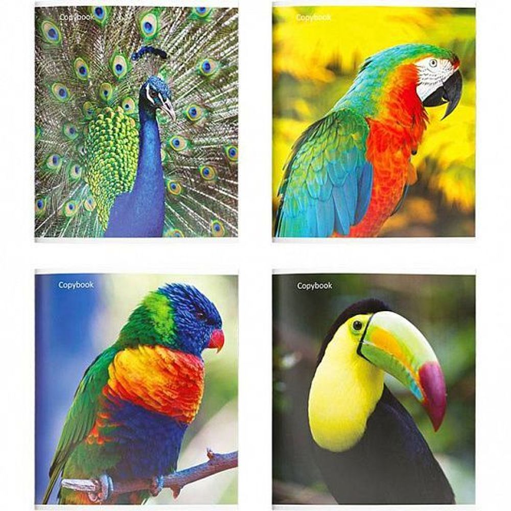 Тетрадь 96 л. кл. скреп. ПТИЦЫ А5 карт. хромэрзац офс.№2