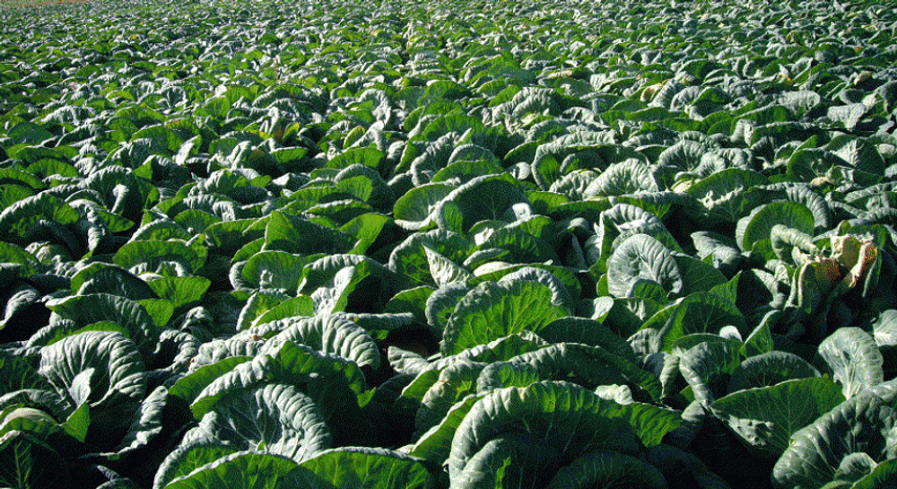 Тобия F1 семена капусты белокочанной (Seminis / Семинис)