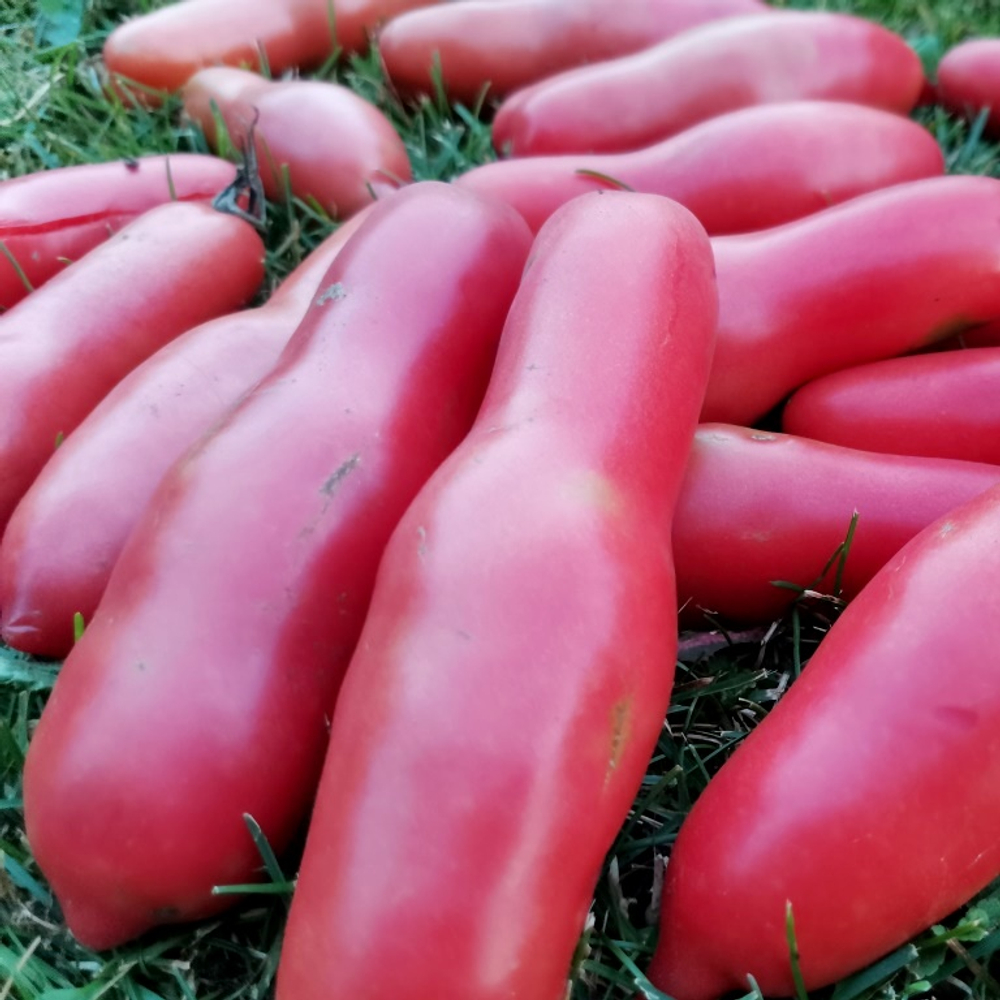 Помидоры Баба Яга - Baba Yaga Tomato